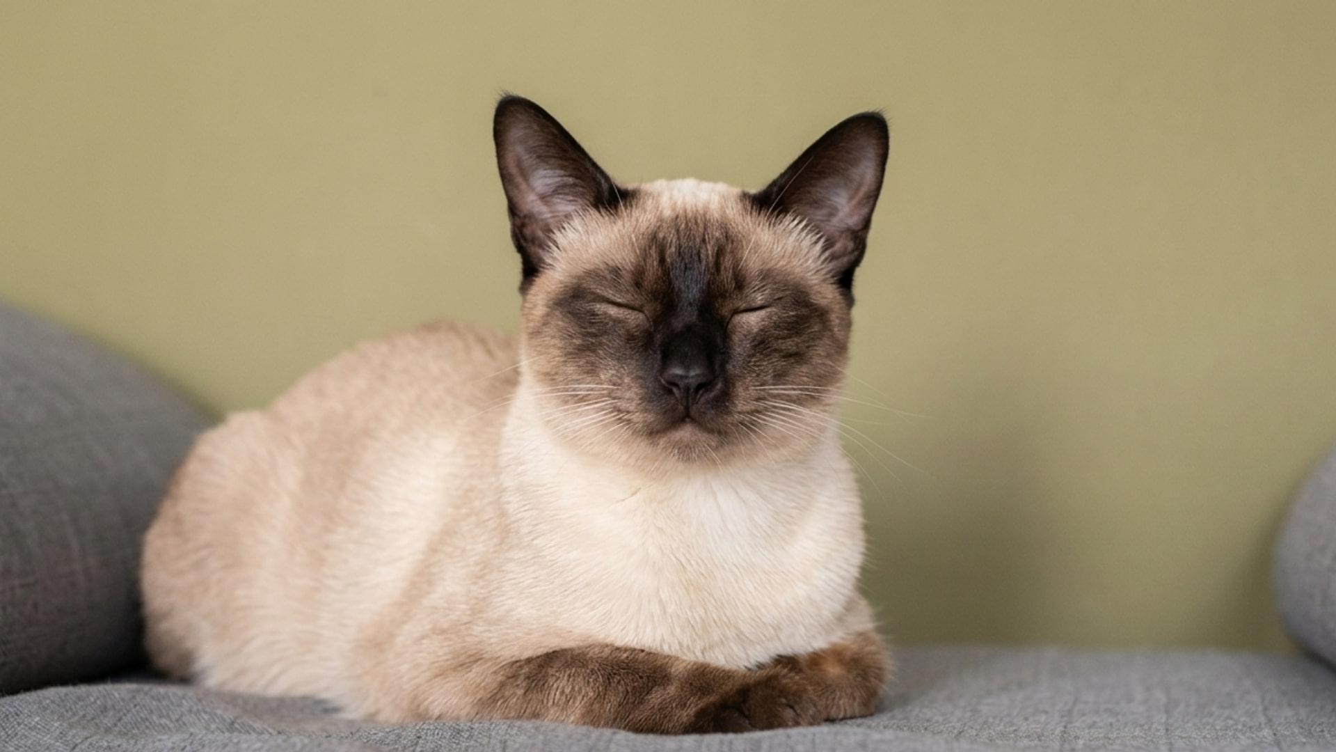 A Siamese cat rests with its eyes closed on a grey sofa against a olive-green wall