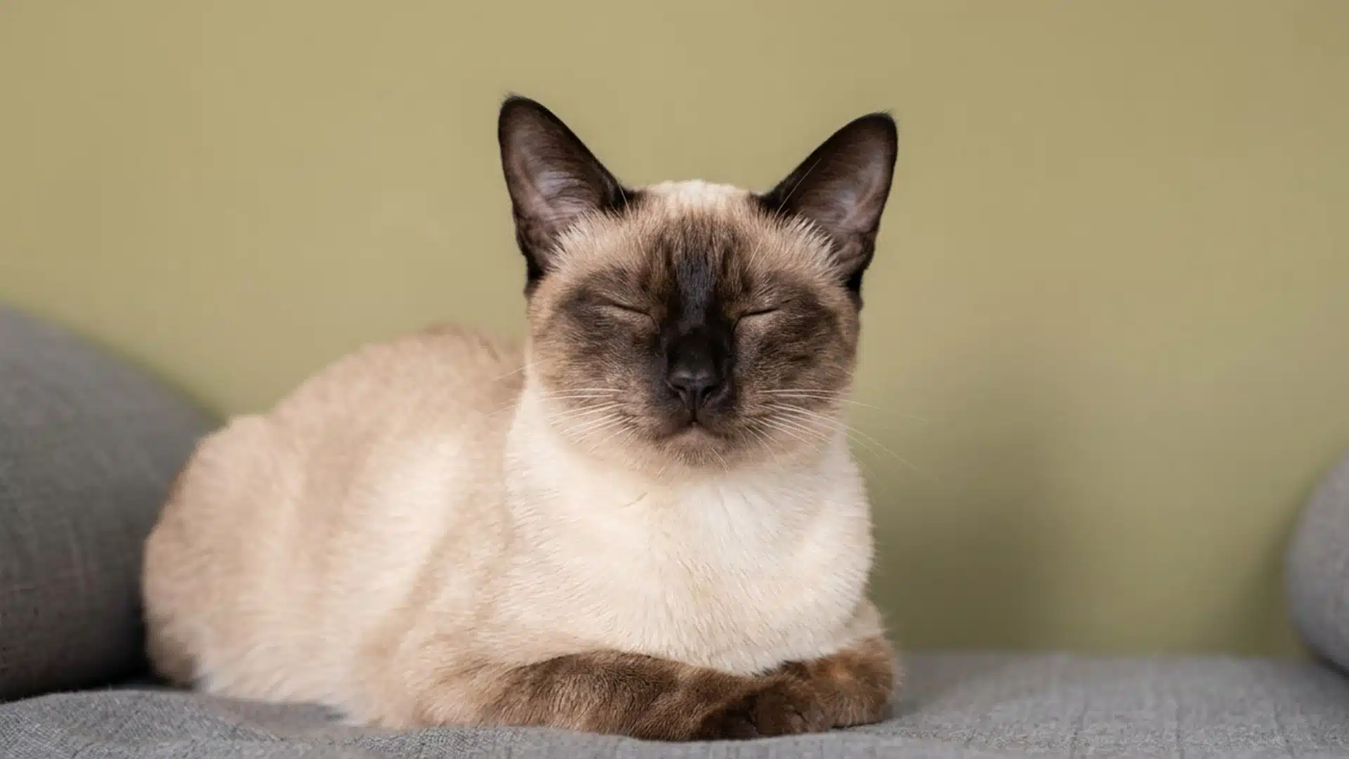 A Siamese cat rests with its eyes closed on a grey sofa against a olive-green wall