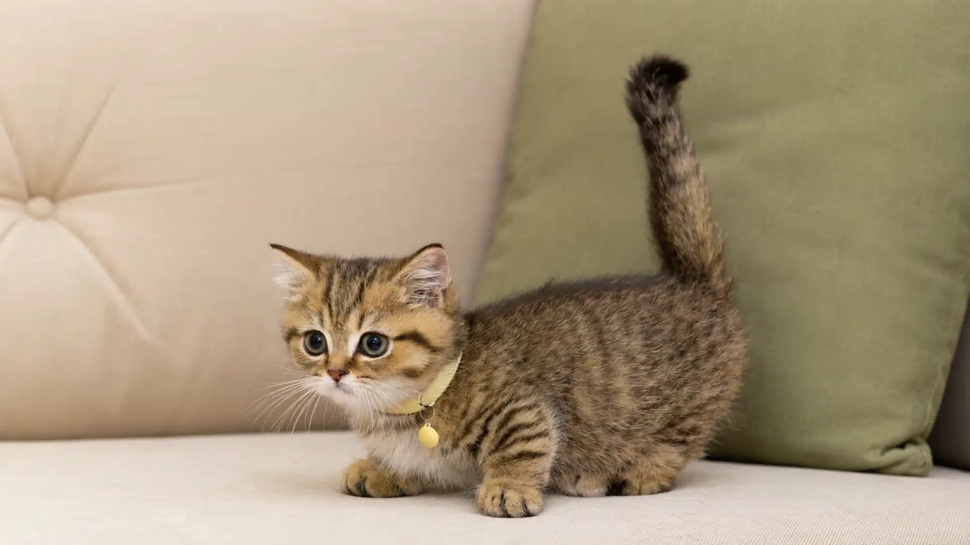A tiny Munchkin kitten with a yellow collar stands on a beige sofa, its striped tail raised straight up.