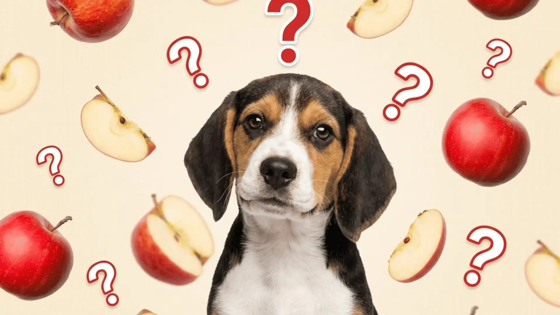 Beagle puppy looking puzzled with red apples, apple slices, and question marks around it