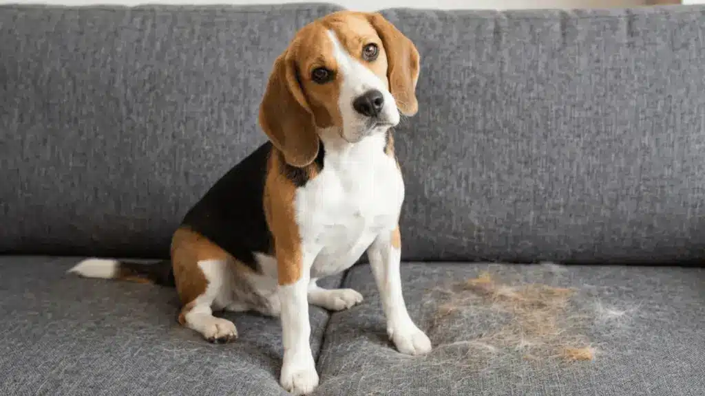 Beagle sitting on gray couch beside loose dog hair during seasonal shedding