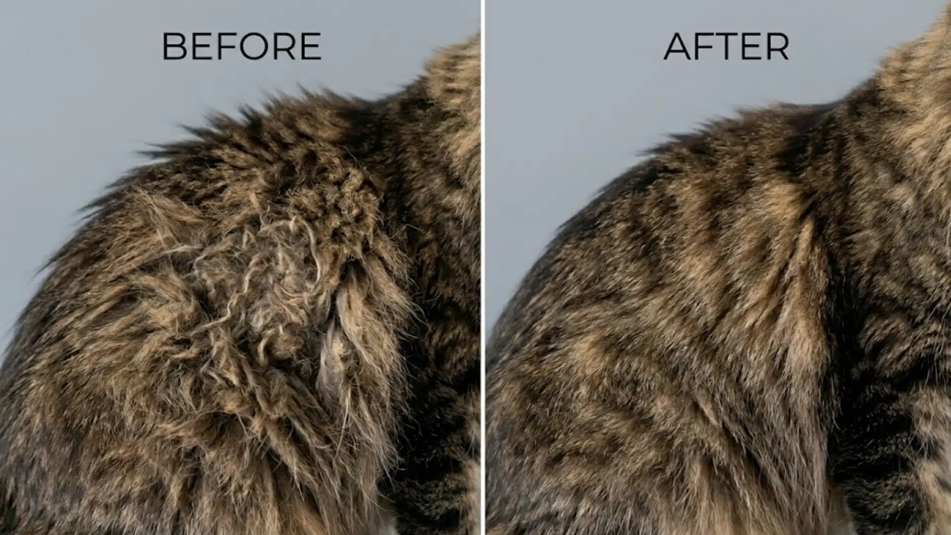 Before and after comparison of matted Maine Coon fur and smoothly brushed coat after dematting