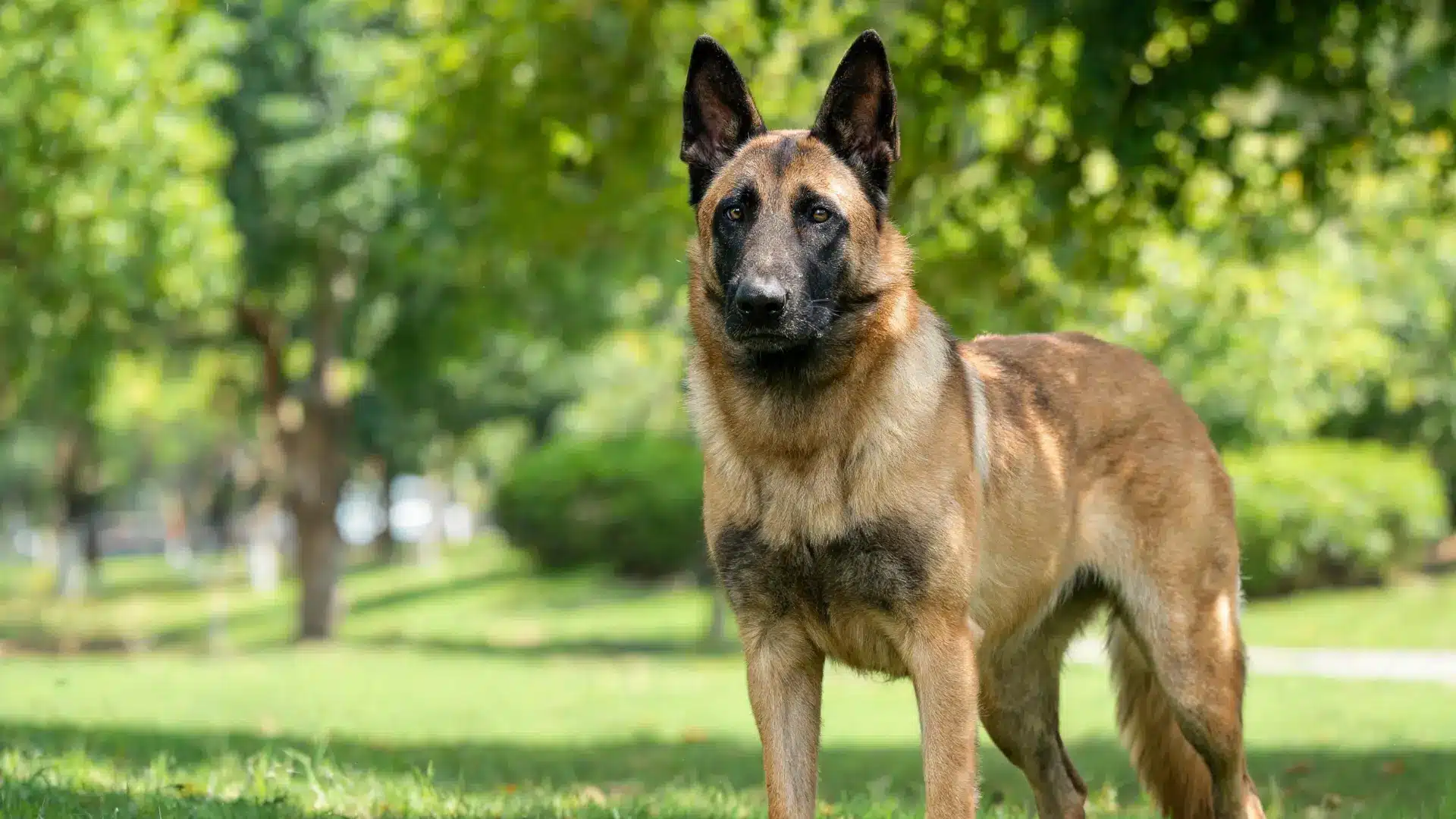 Belgian Malinois standing alert in a park.