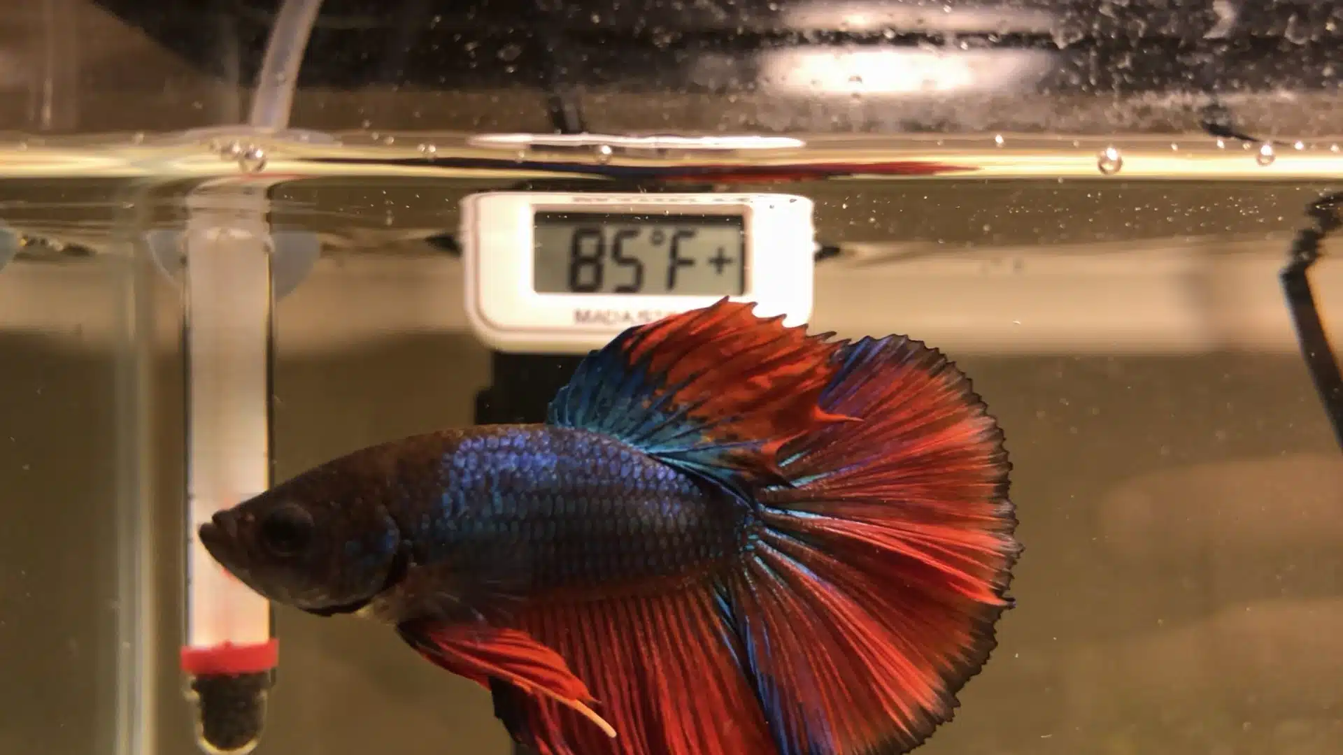 Betta fish near tank surface with thermometer showing temperature above the safe betta fish water temp range