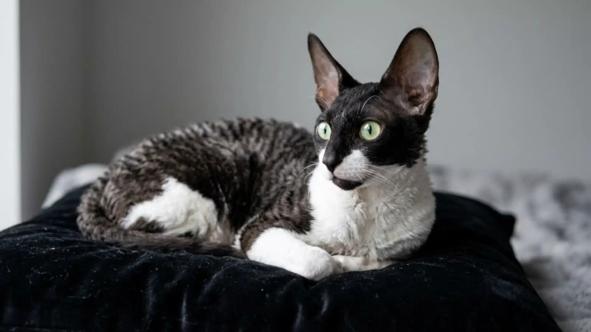 Black and white Cornish Rex cat on cushion