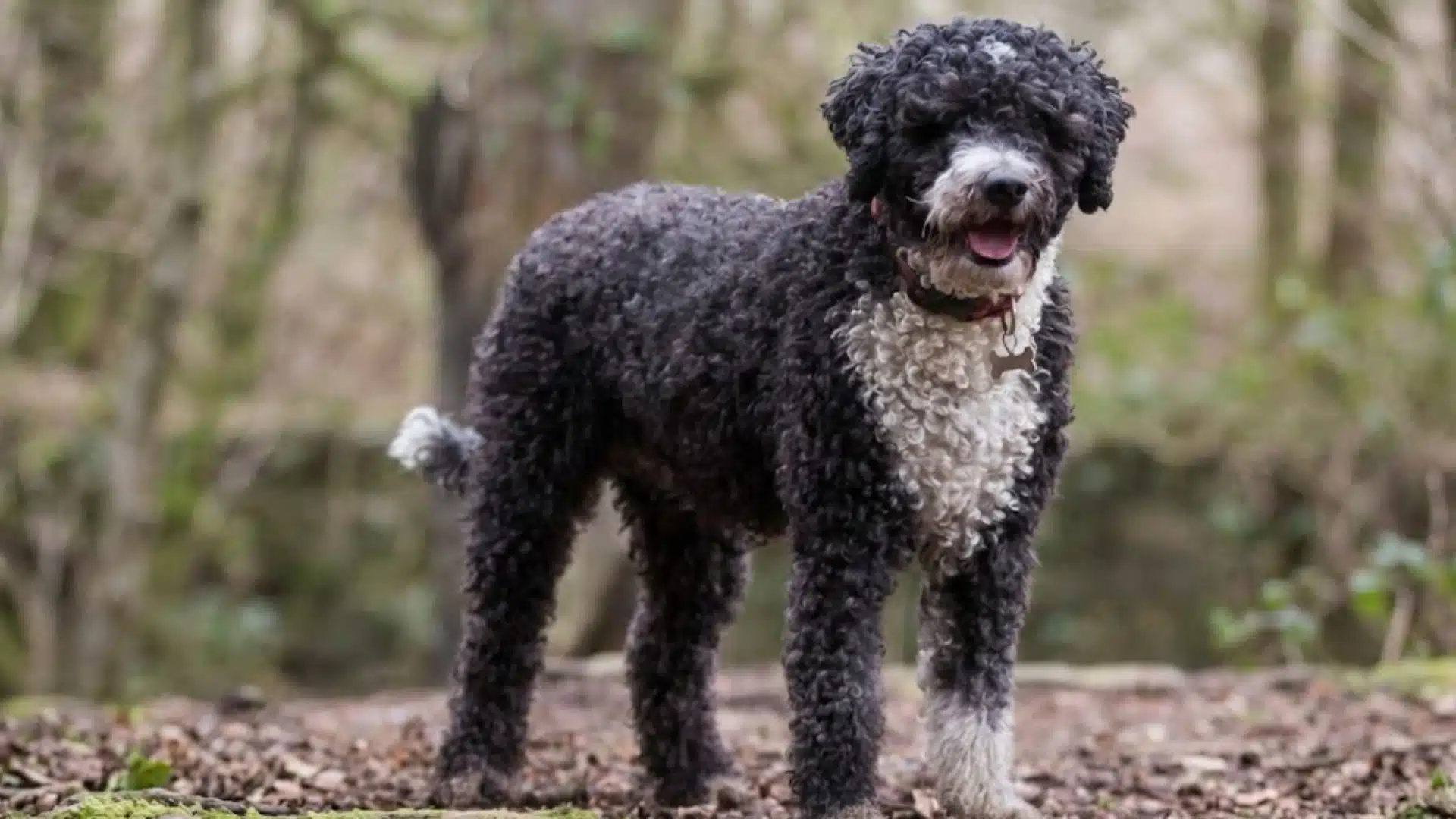 Black curly low-shedding dog with white chest standing on a woodland path in a soft forest setting