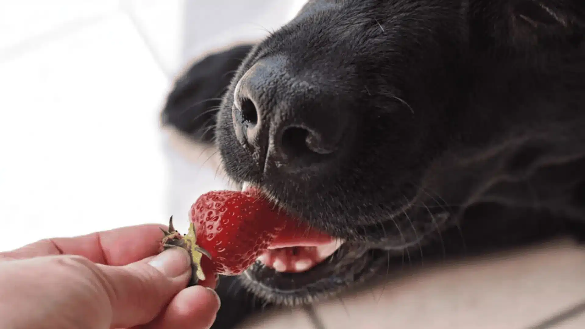 Black dog's wet nose and teeth are visible as it carefully takes a red strawberry from a hand
