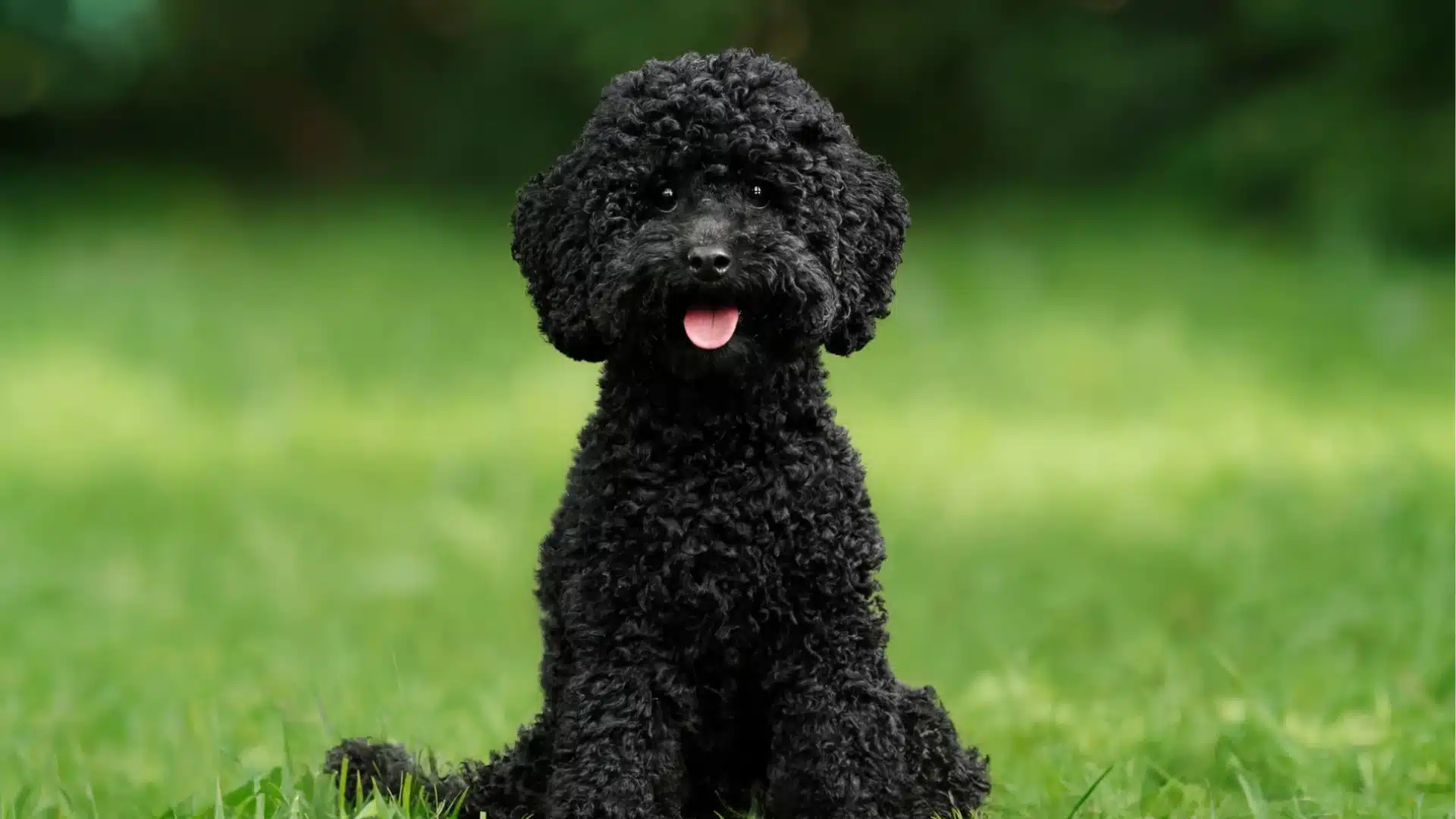 Black poodle sitting on grass with its tongue out