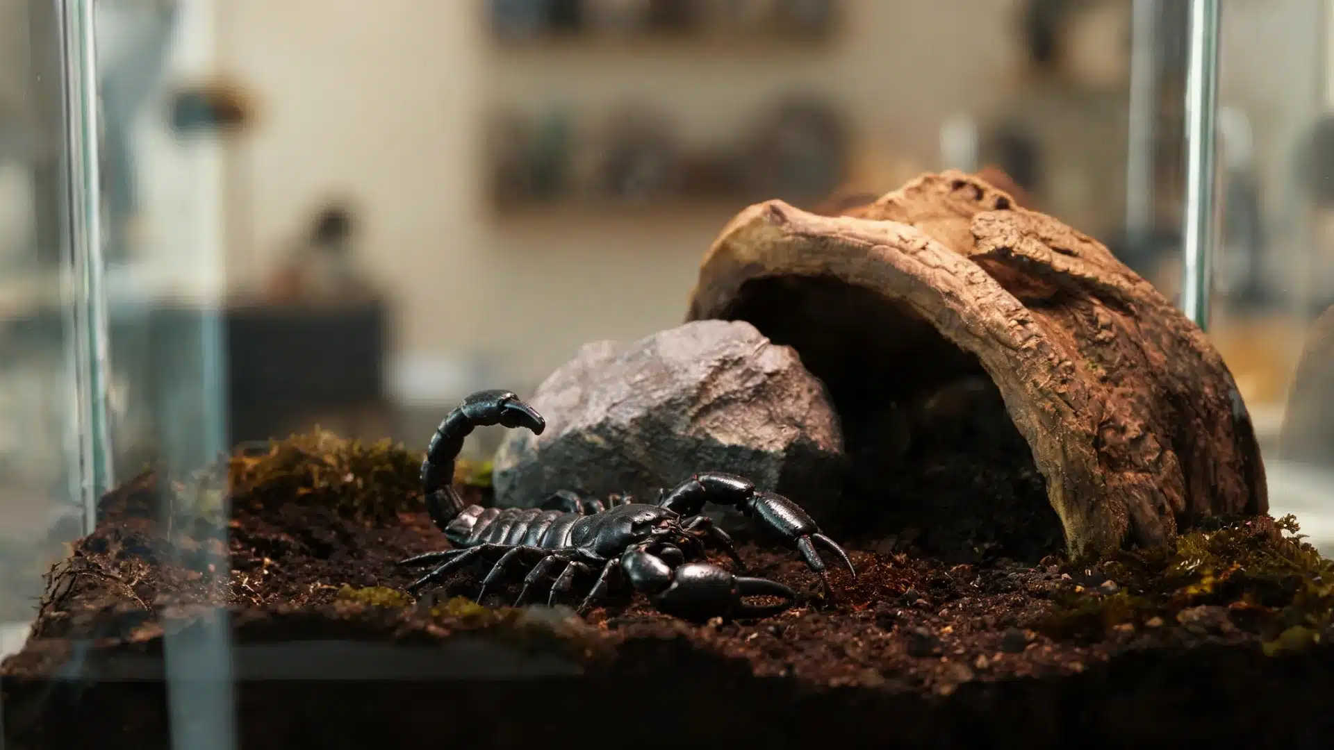 Black scorpion inside a terrarium with soil, rocks, and a hollow log in a home habitat setup