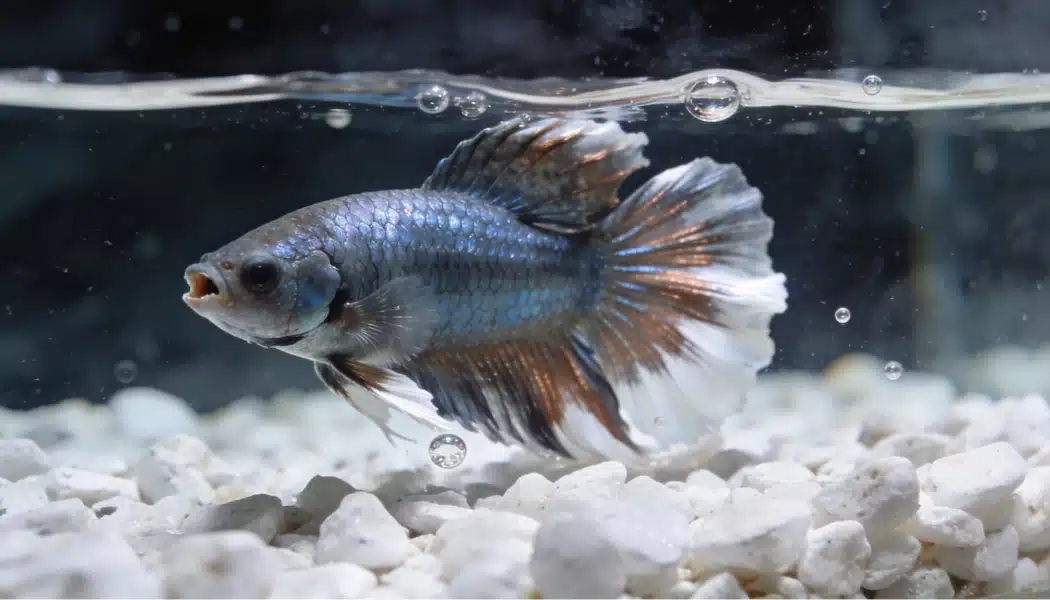 Blue and white betta fish swimming near white gravel in an aquarium
