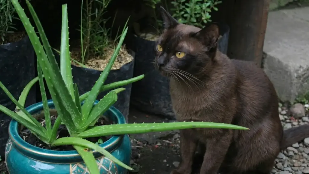 Brown cat sniffing an aloe vera plant in a blue outdoor pot