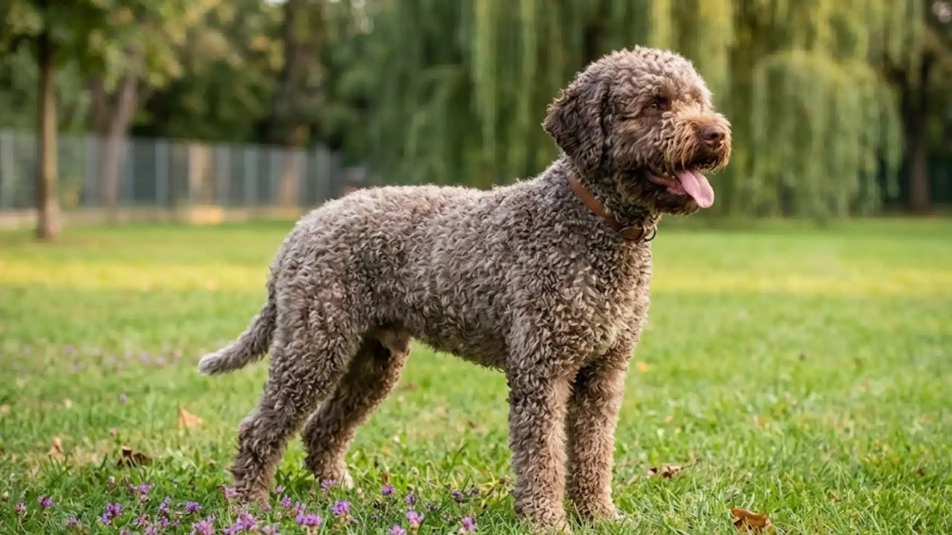 Brown curly dog standing on grass in a park with purple flowers and drooping willow trees behind
