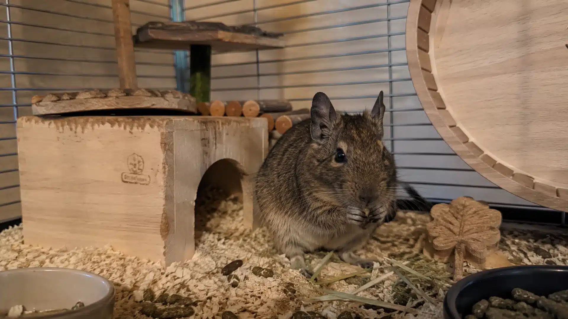Brown degu sitting inside wooden cage with exercise wheel, bedding, and food pellets