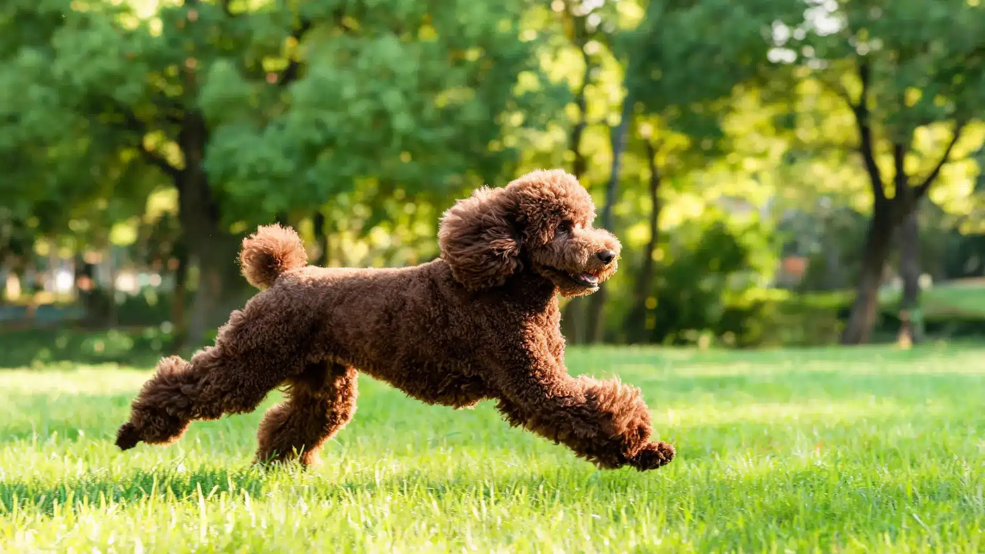 Brown poodle running across a grassy park.