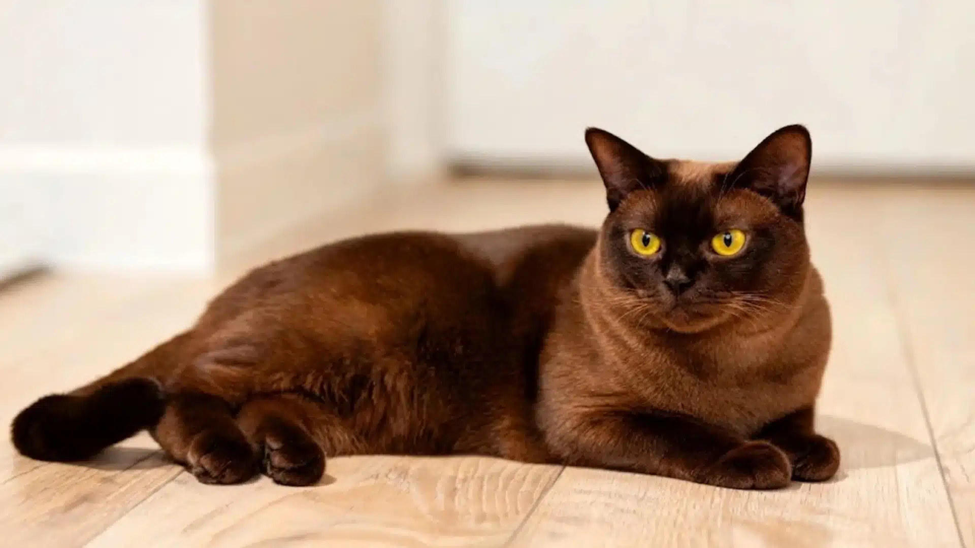 Burmese cat with golden eyes lying on a light wooden floor