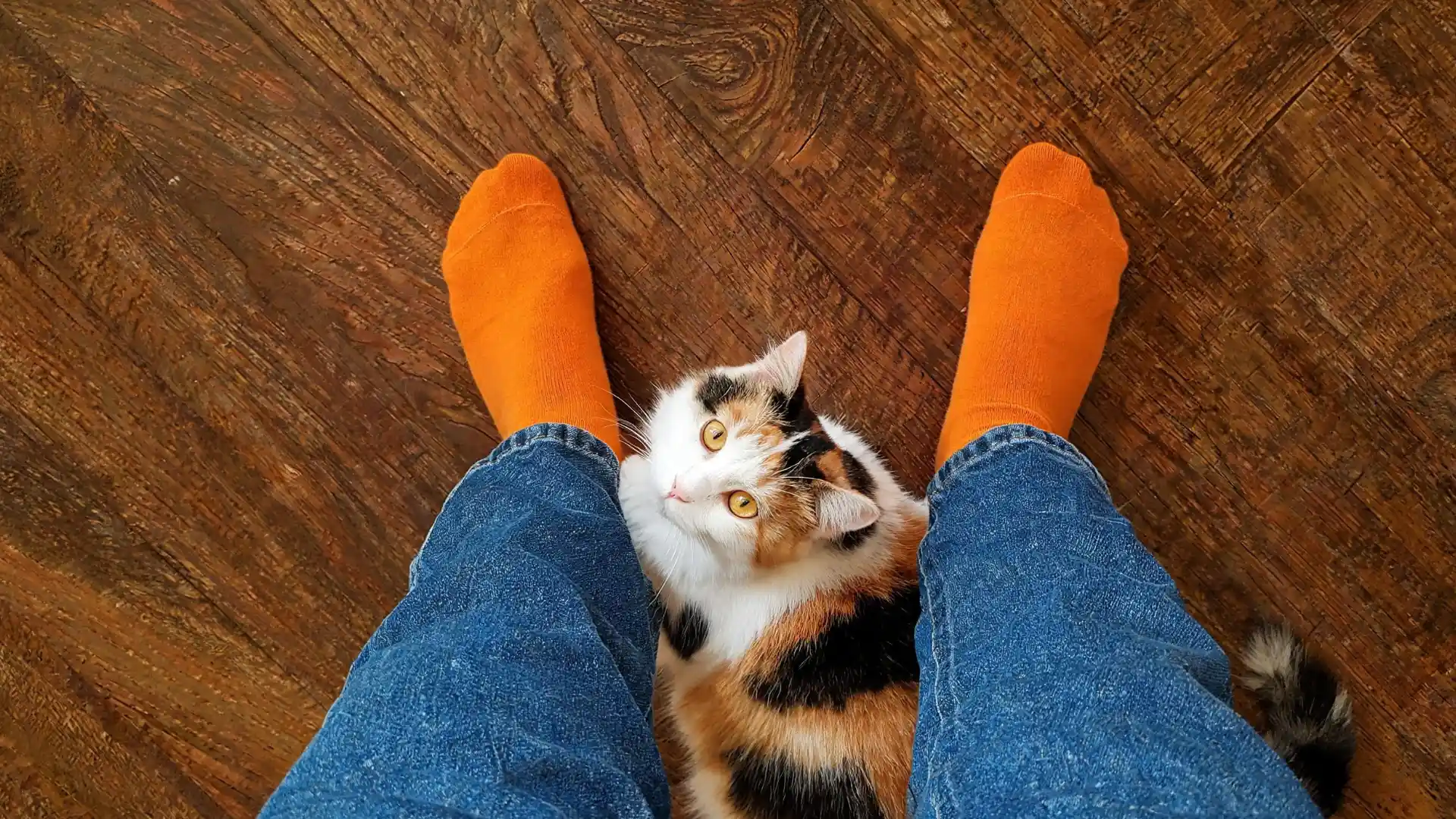 Calico cat looking up between legs in jeans and bright orange socks on wooden floor