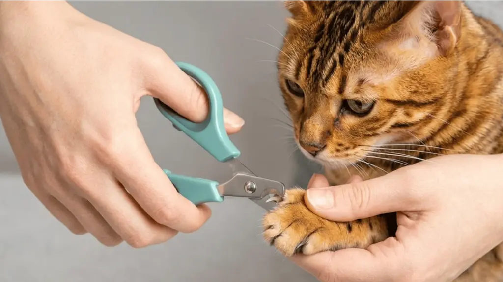Cat’s claw being trimmed with cat nail clippers while its paw is held gently