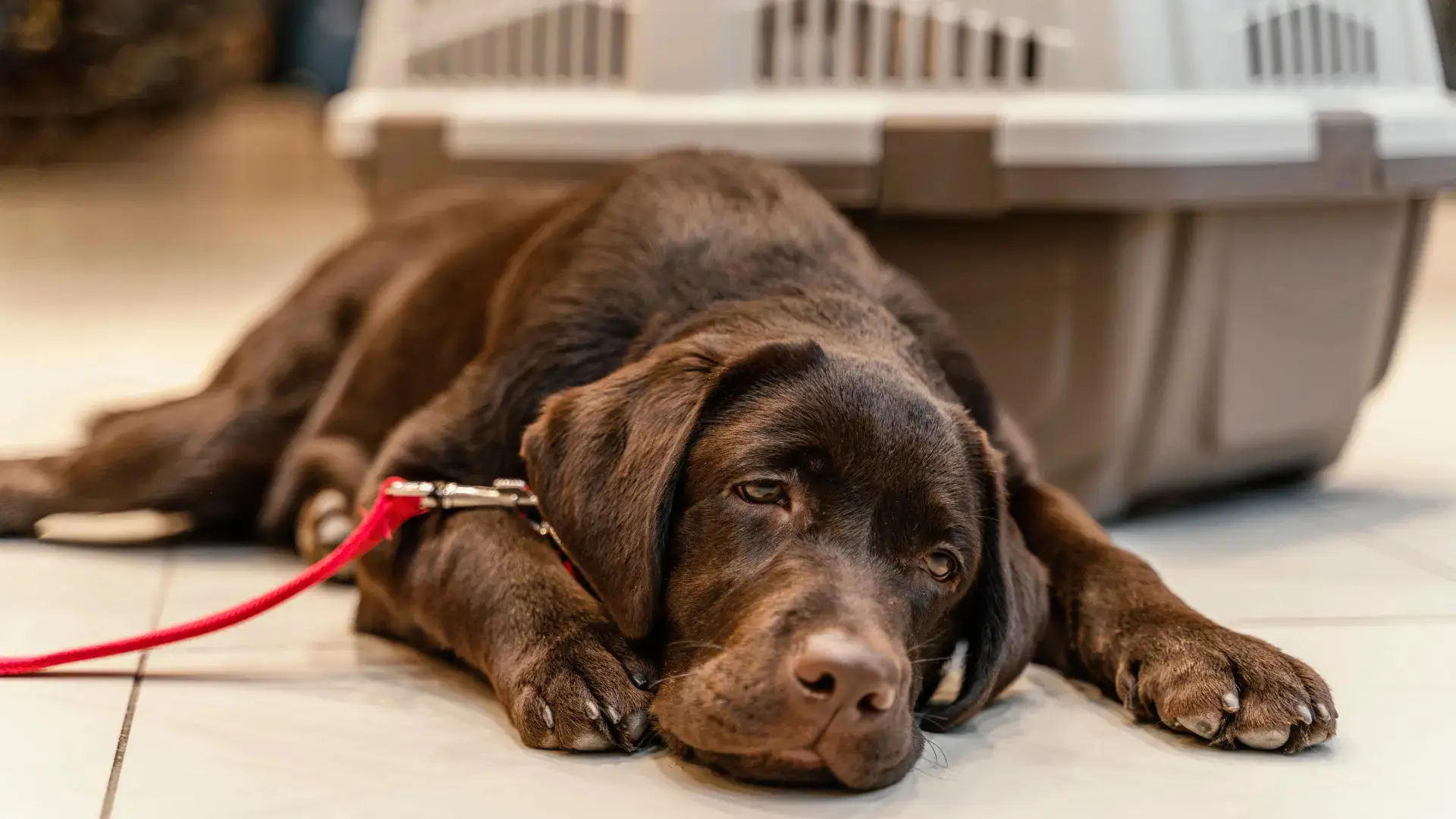 Chocolate Labrador resting on the floor beside a pet carrier with a red leash attached.