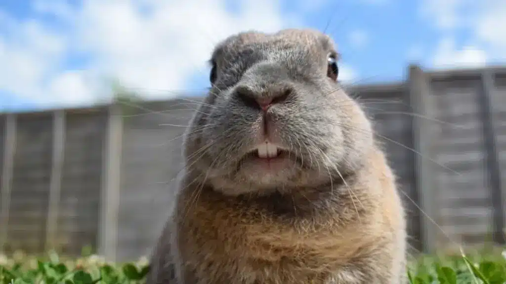 Close-up of a rabbit showing its front teeth outdoors with a clear blue sky and fence background