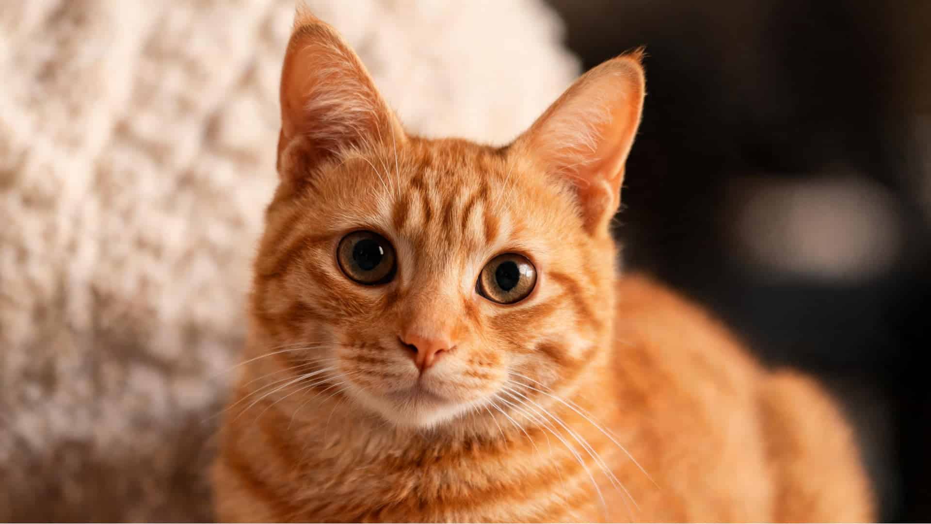 Close-up of an orange tabby cat looking directly forward with large, round eyes