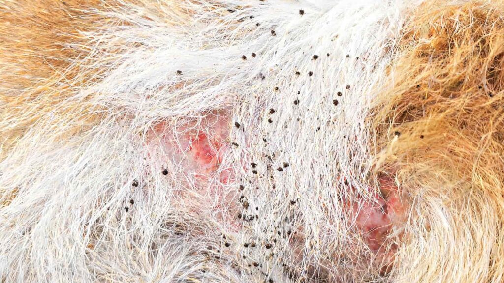 Close-up of animal fur infested with numerous small ticks and showing red, irritated skin patches