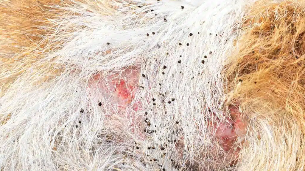 Close-up of animal fur infested with numerous small ticks and showing red, irritated skin patches