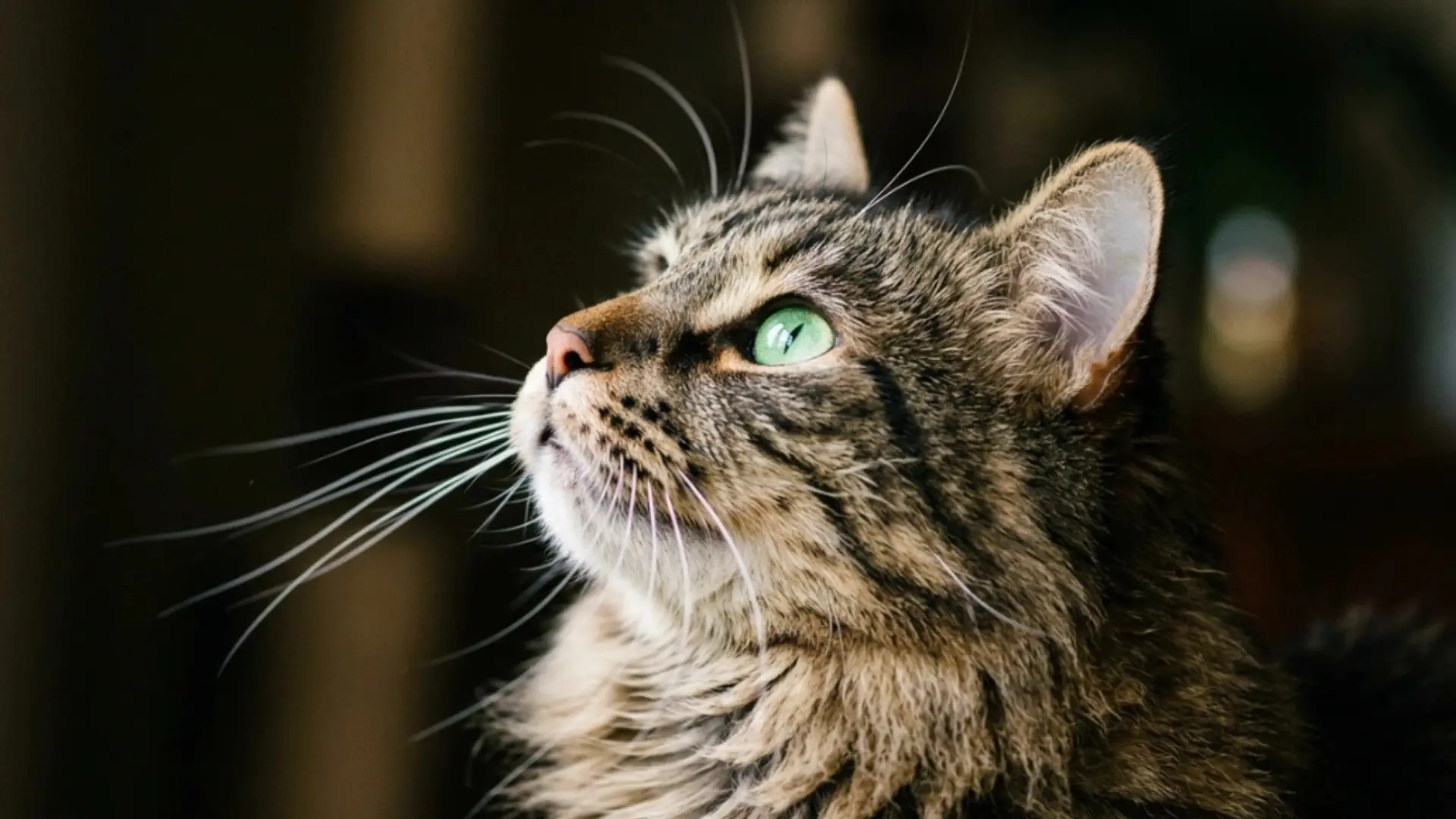 Close-up tabby cat with green eyes and long white whiskers looking upward