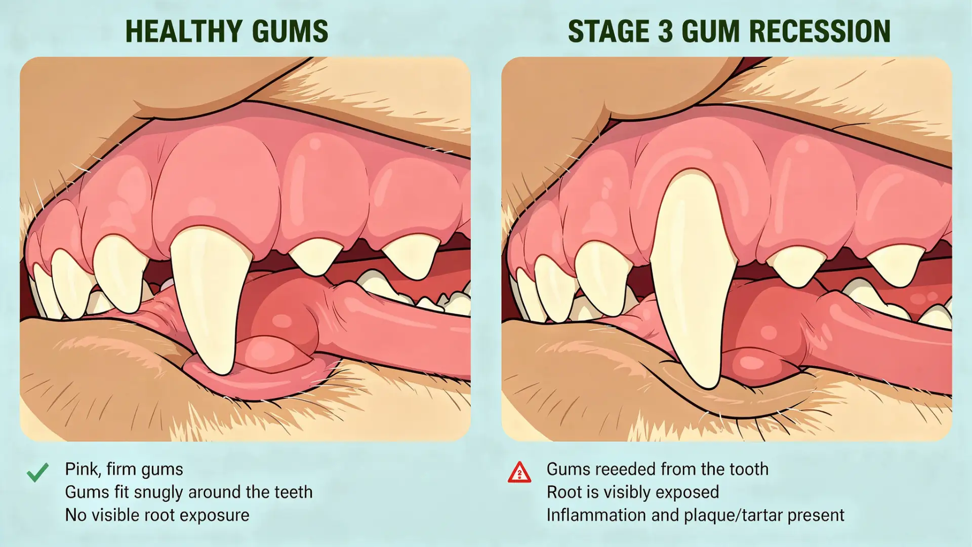 Comparison of healthy dog gums and advanced gum recession.