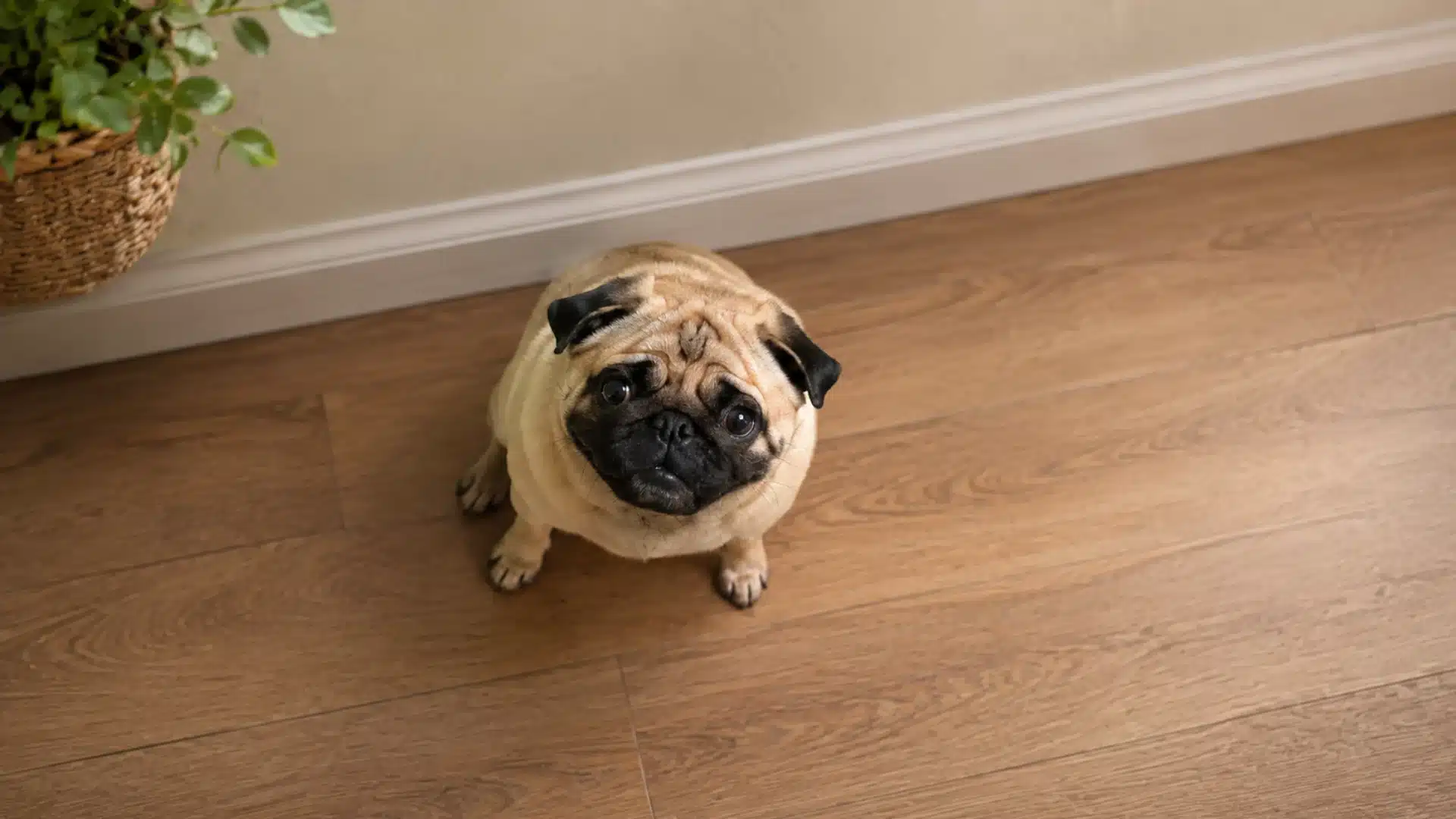 Curious pug sitting on wooden floor beside a potted plant, looking up at the camera indoors