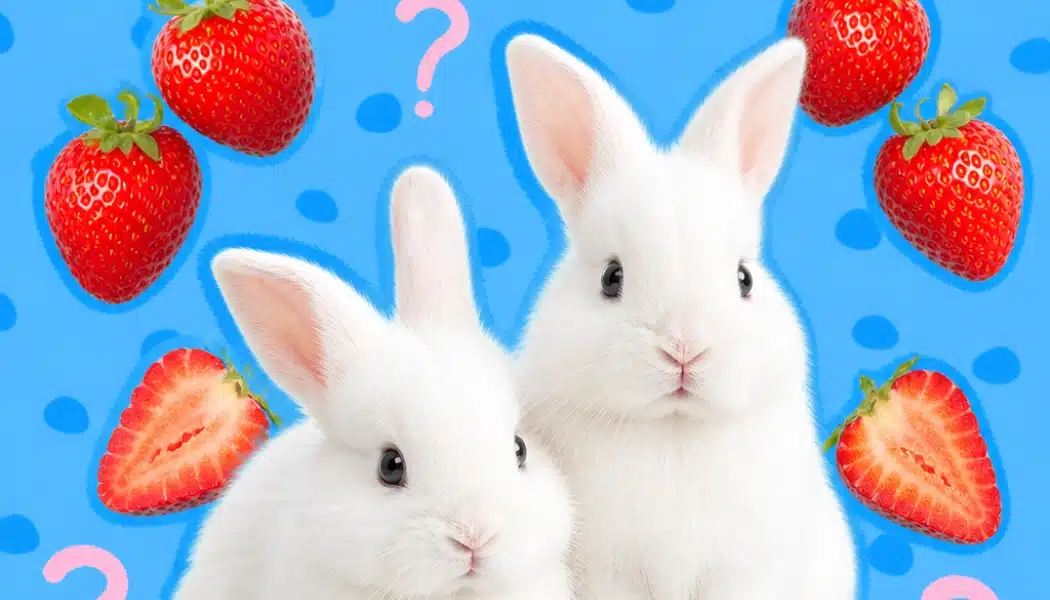 Curious white rabbits with strawberries and question marks on a blue background