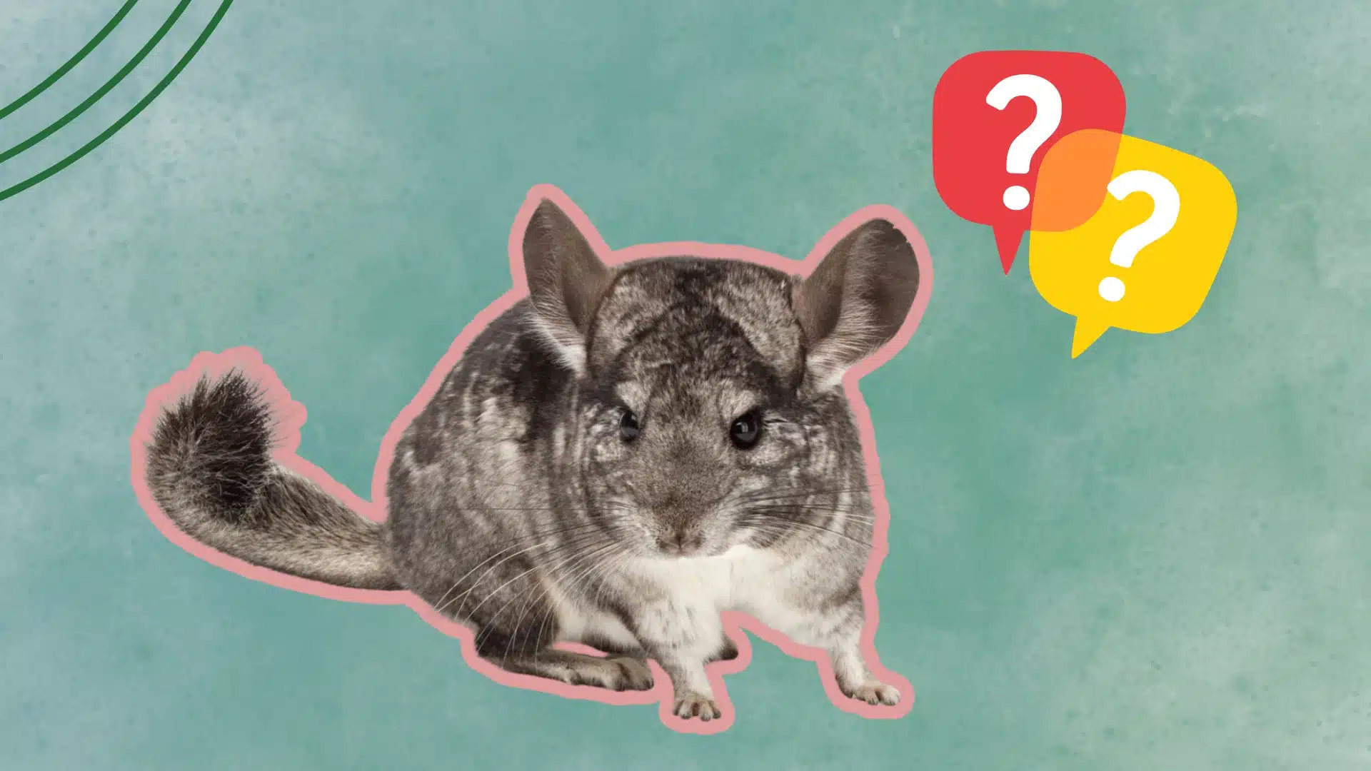 Cute chinchilla on a teal background with question marks for a pet care guide