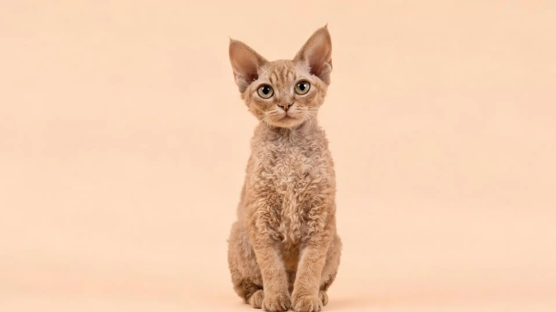 Devon Rex cat with curly coat sitting against a soft peach background