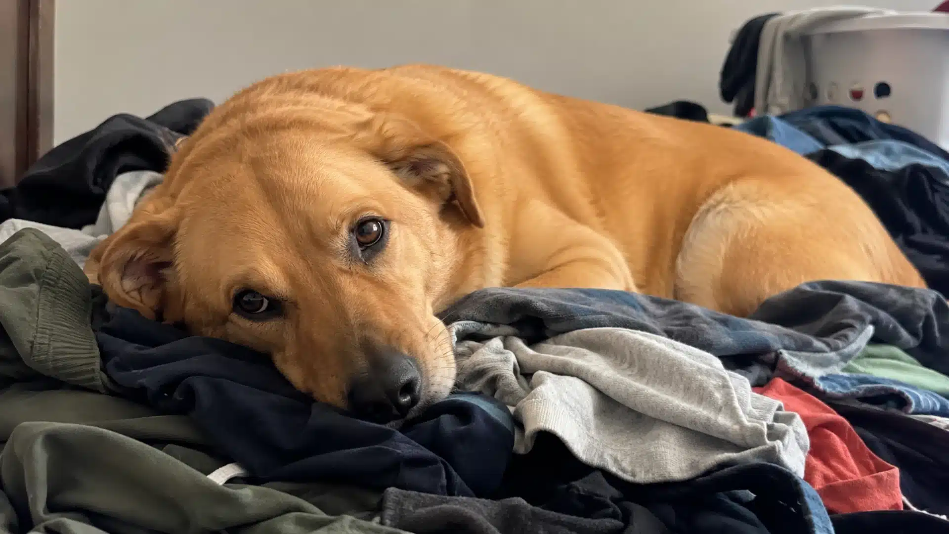 Dog lying on a pile of clothes in a cozy room