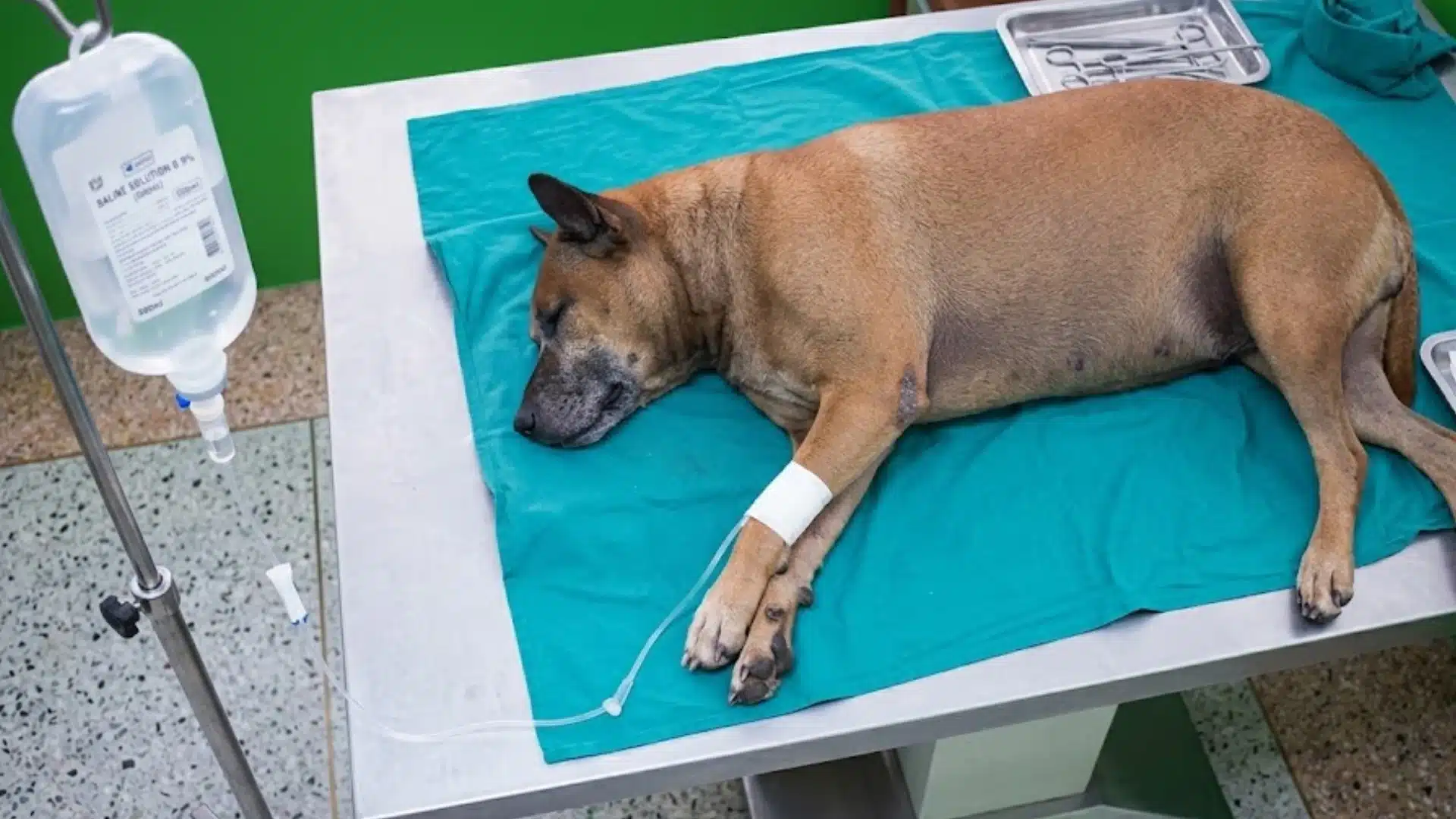 Dog resting on a vet table with IV fluids, showing treatment care for serious kidney problems in dogs