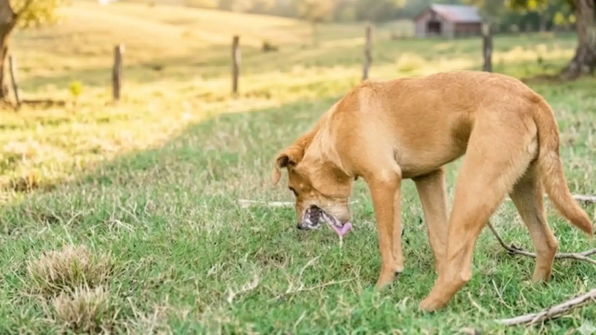 Dog vomiting in grassy field outdoors after eating something harmful