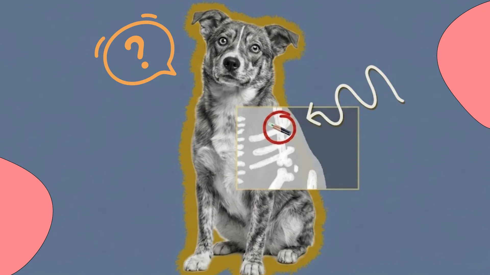 Dog with microchip X-ray graphic explaining a possible dog microchip lump under the skin
