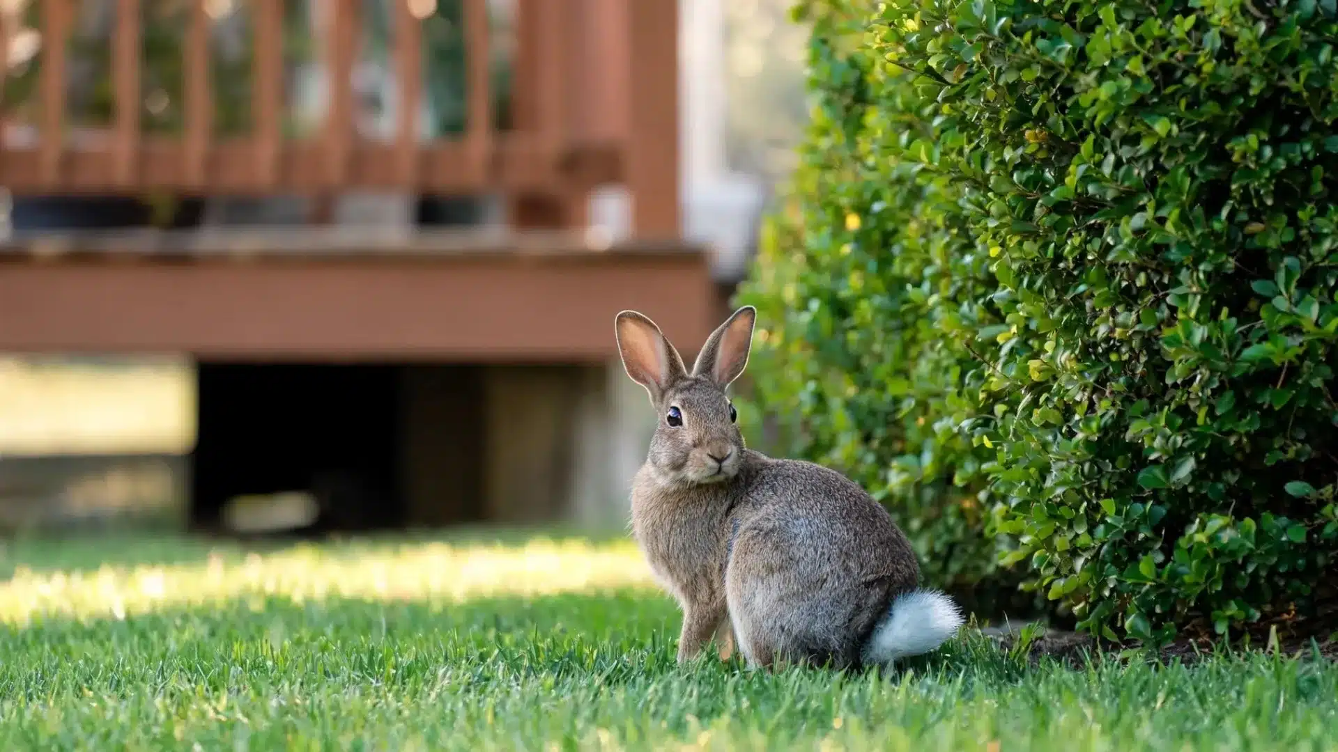 Eastern cottontail rabbit sitting beside a dense hedge in a suburban yard with grass and a wooden deck nearby