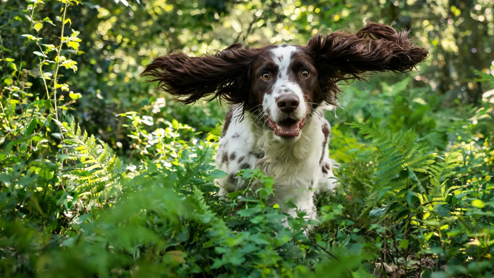 English Springer Spaniel running through green forest plants with ears flying.