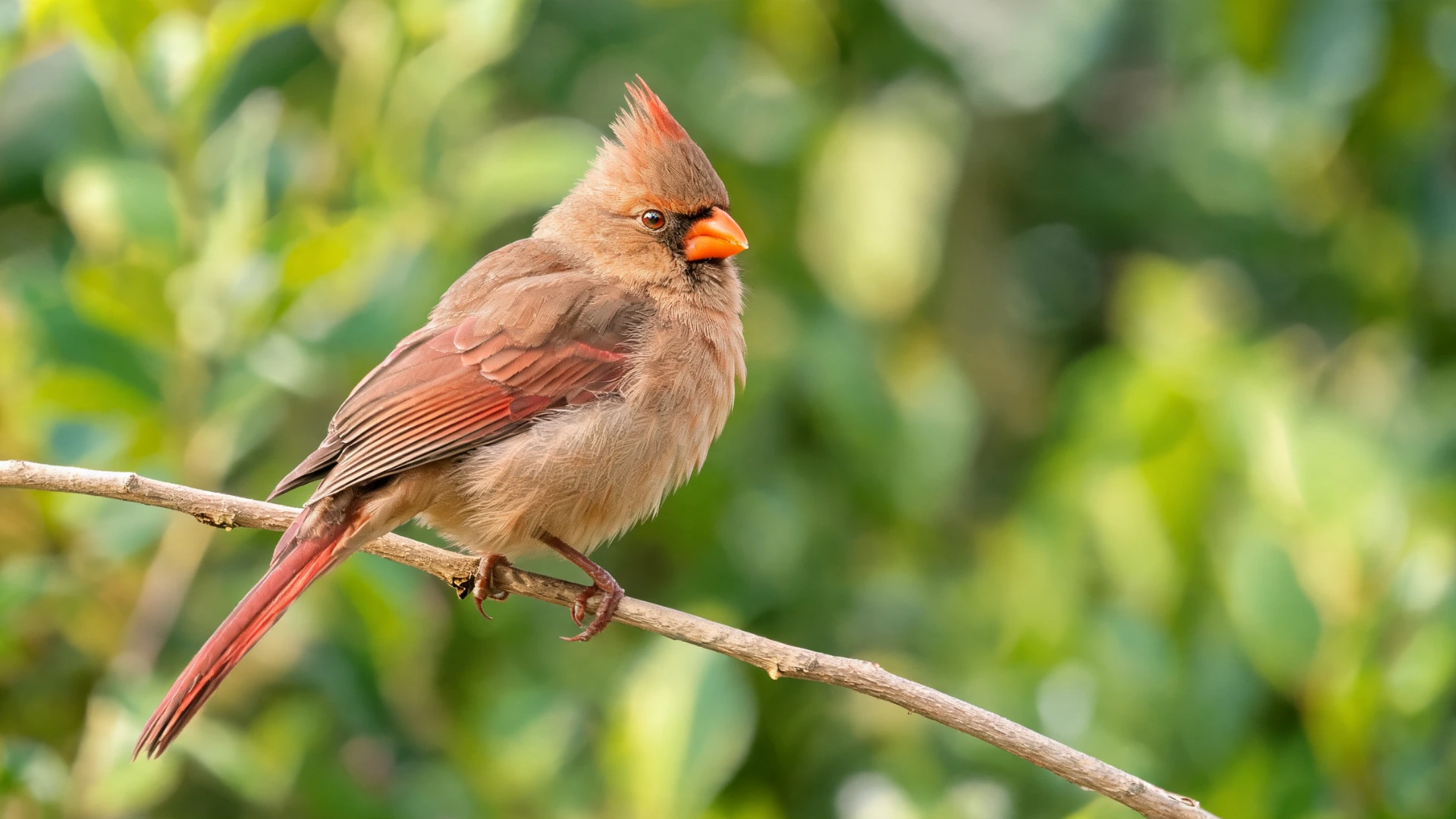 Female cardinal perched on a thin branch