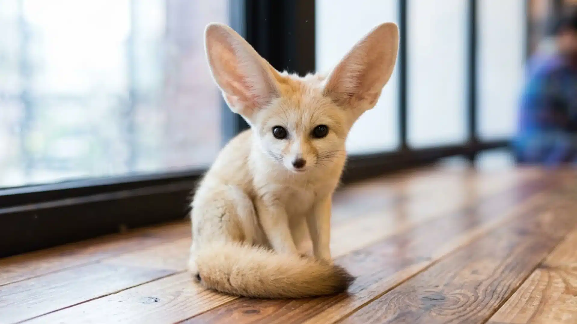 Fennec fox sitting on wooden floor indoors near window with large ears and fluffy tail