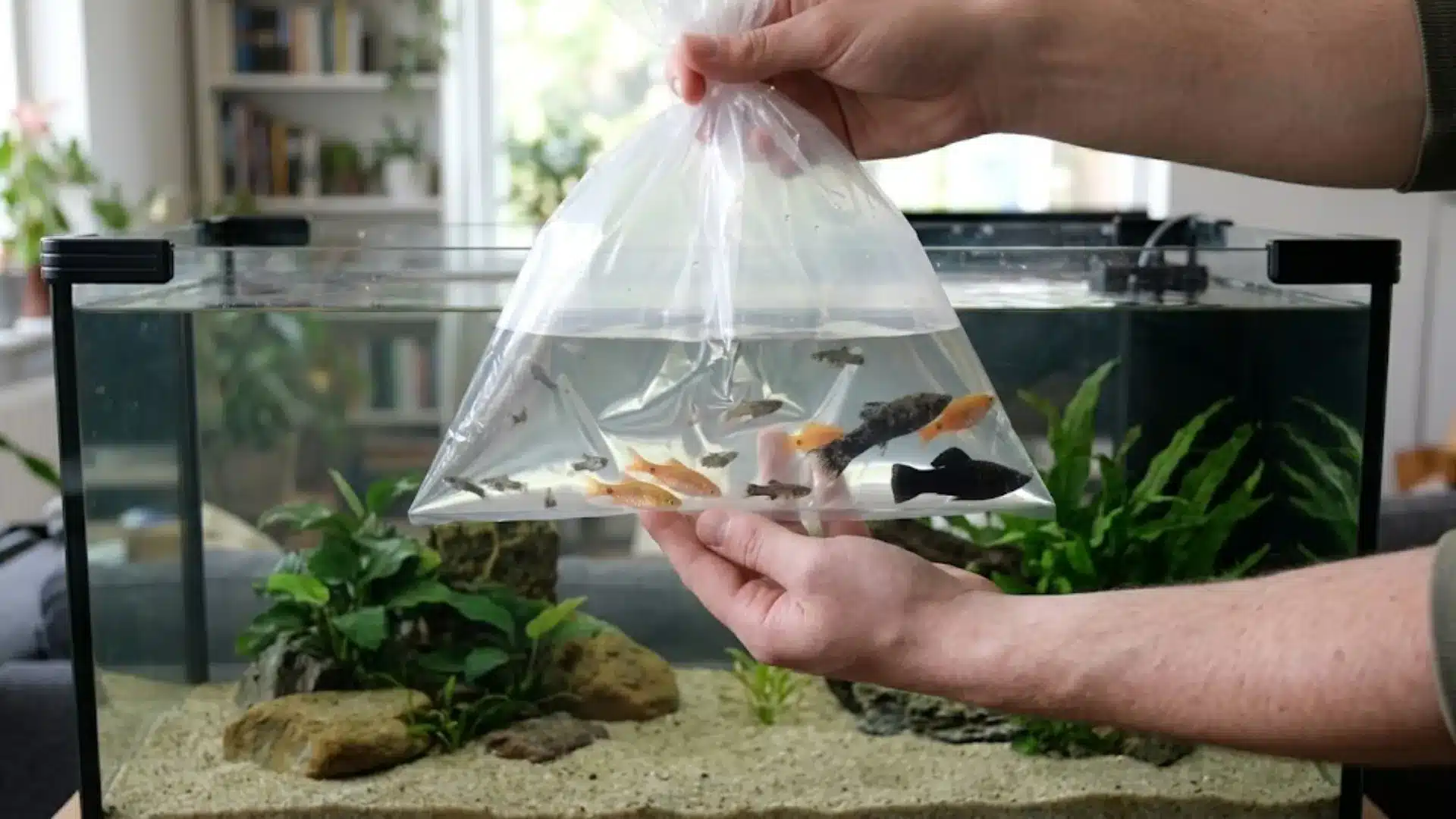 Fish acclimation process with bagged aquarium fish being introduced to a home fish tank