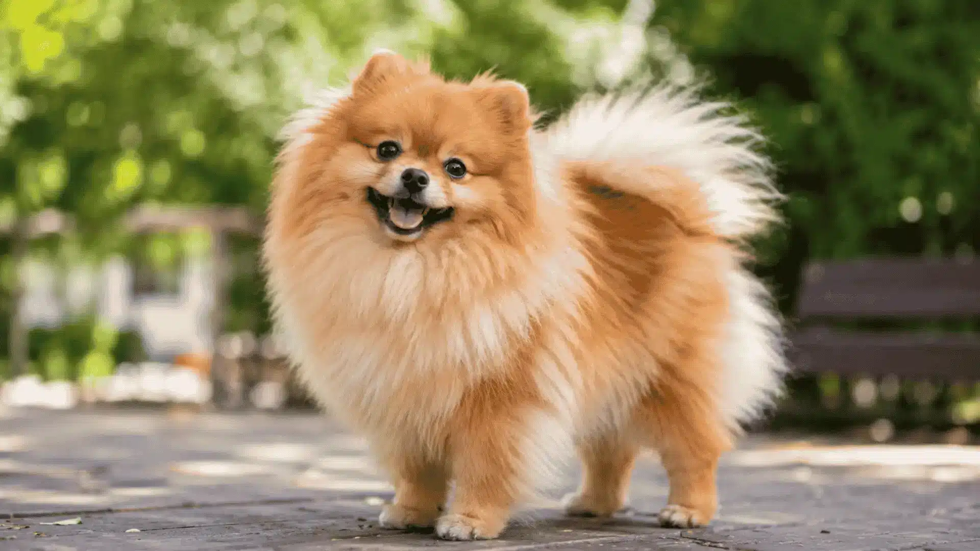 Fluffy orange Pomeranian standing happily in a sunlit green park