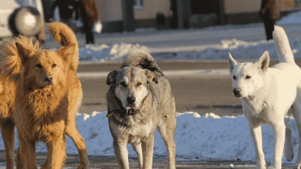 Four large dogs walk together on a snowy urban path