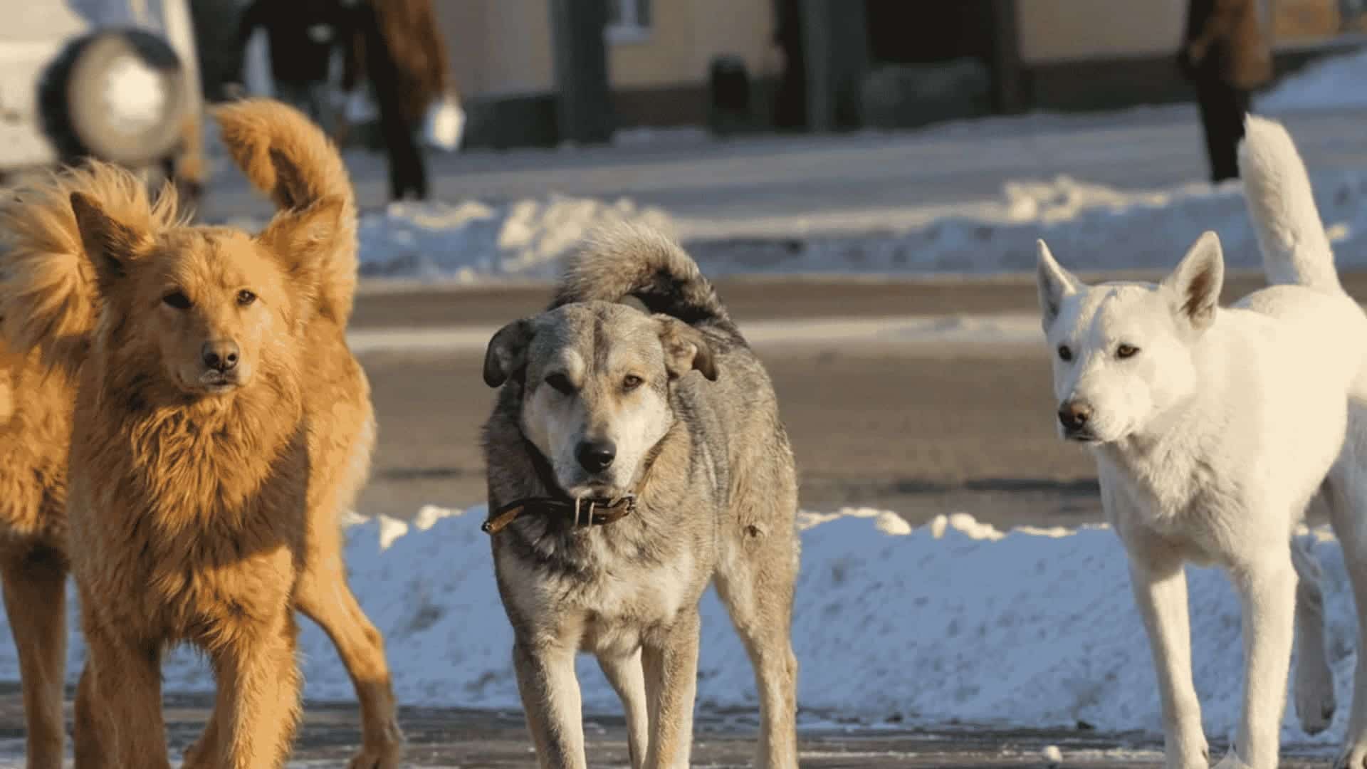 Four large dogs walk together on a snowy urban path