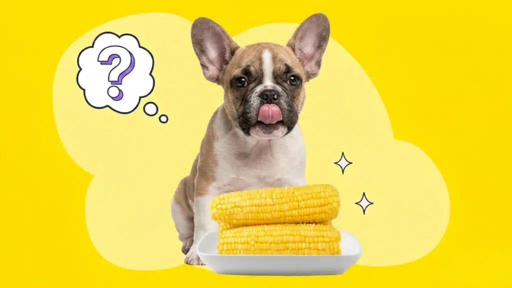 French bulldog puppy licking its nose next to two ears of corn with a question mark thought bubble