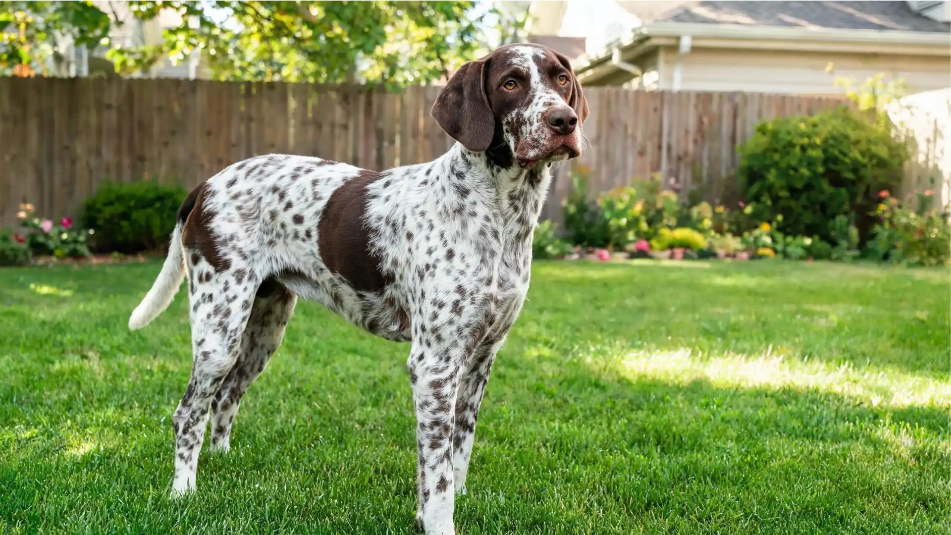 German Shorthaired Pointer in a backyard lawn.