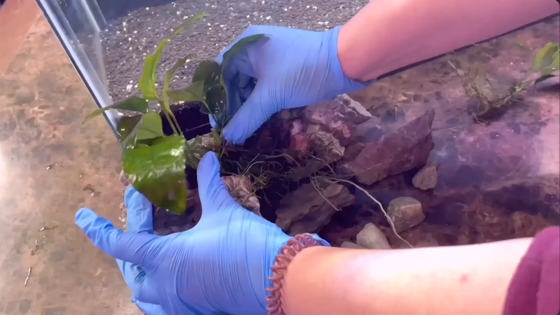 Gloved hands attach a live green plant to rocks outside a fish tank in image