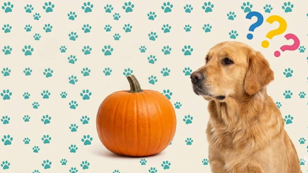 Golden retriever looking at a large pumpkin with question marks and a paw print pattern background