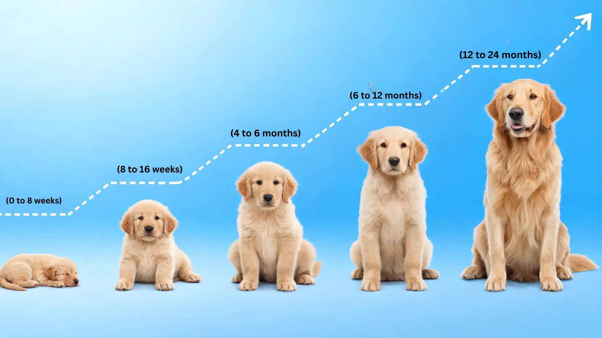 Golden Retriever puppy growth stages from newborn to adult on a blue chart