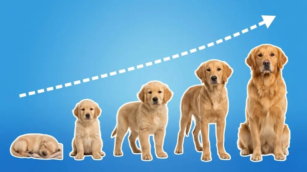 Golden Retriever puppy growth stages from newborn to adult with upward arrow
